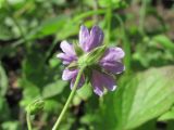 Geranium depilatum. Цветок (вид со стороны чашечки). Северная Осетия, гор. округ Владикавказ, окр. с. Ниж. Ларс, ок. 1200 м н.у.м., у ручья. 12.06.2021.