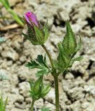 Malva transcaucasica. Соцветие. Азербайджан, Евлахский р-н, хребет Ахарбахар. 18.04.2010.