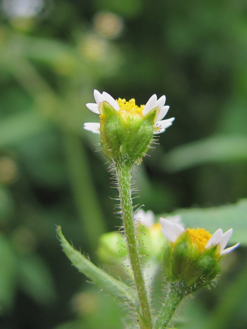 Изображение особи Galinsoga parviflora.