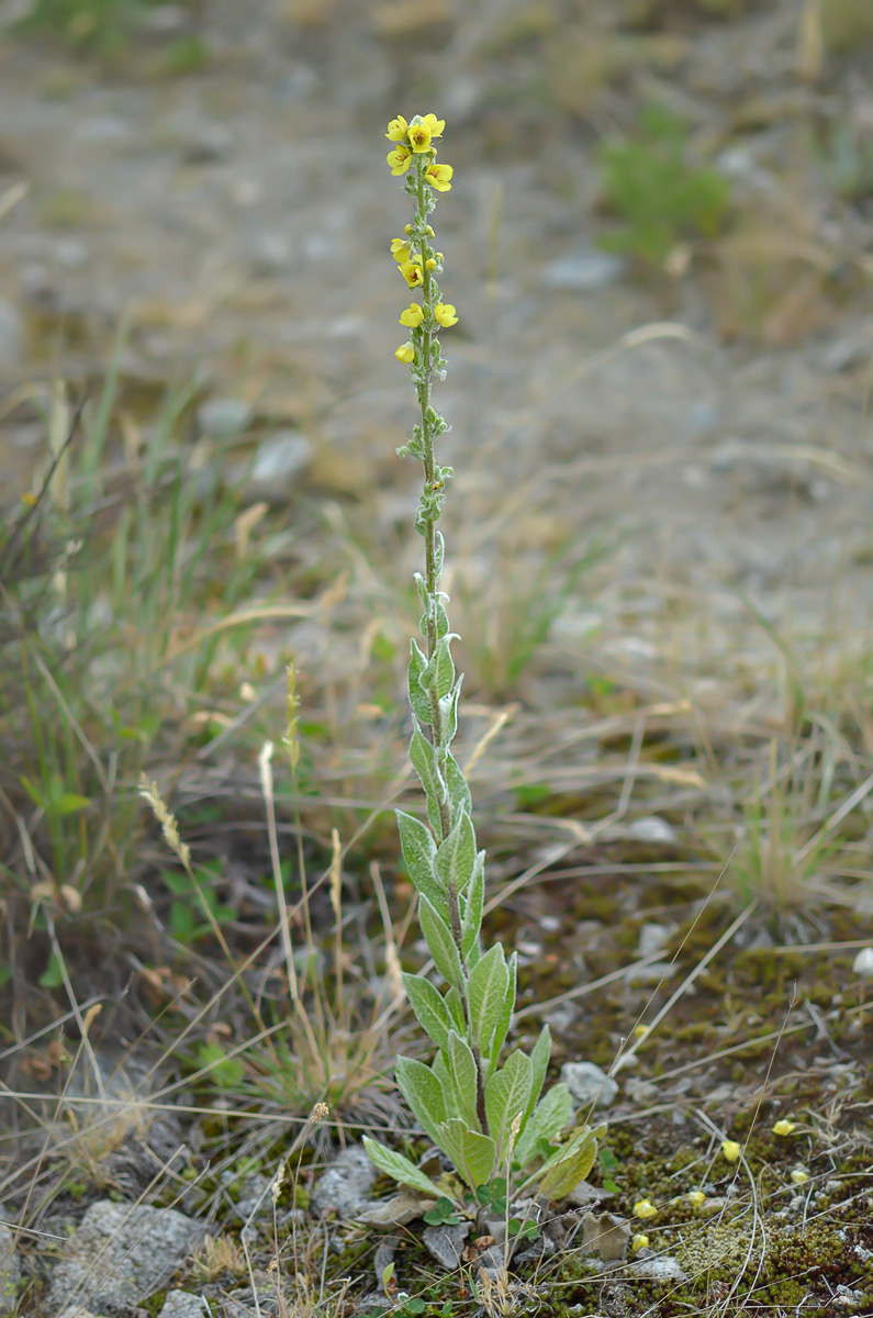 Image of Verbascum gossypinum specimen.