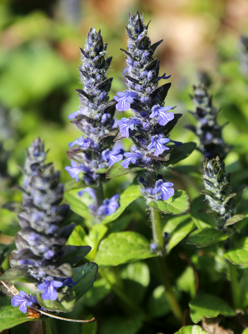 Image of Ajuga genevensis specimen.