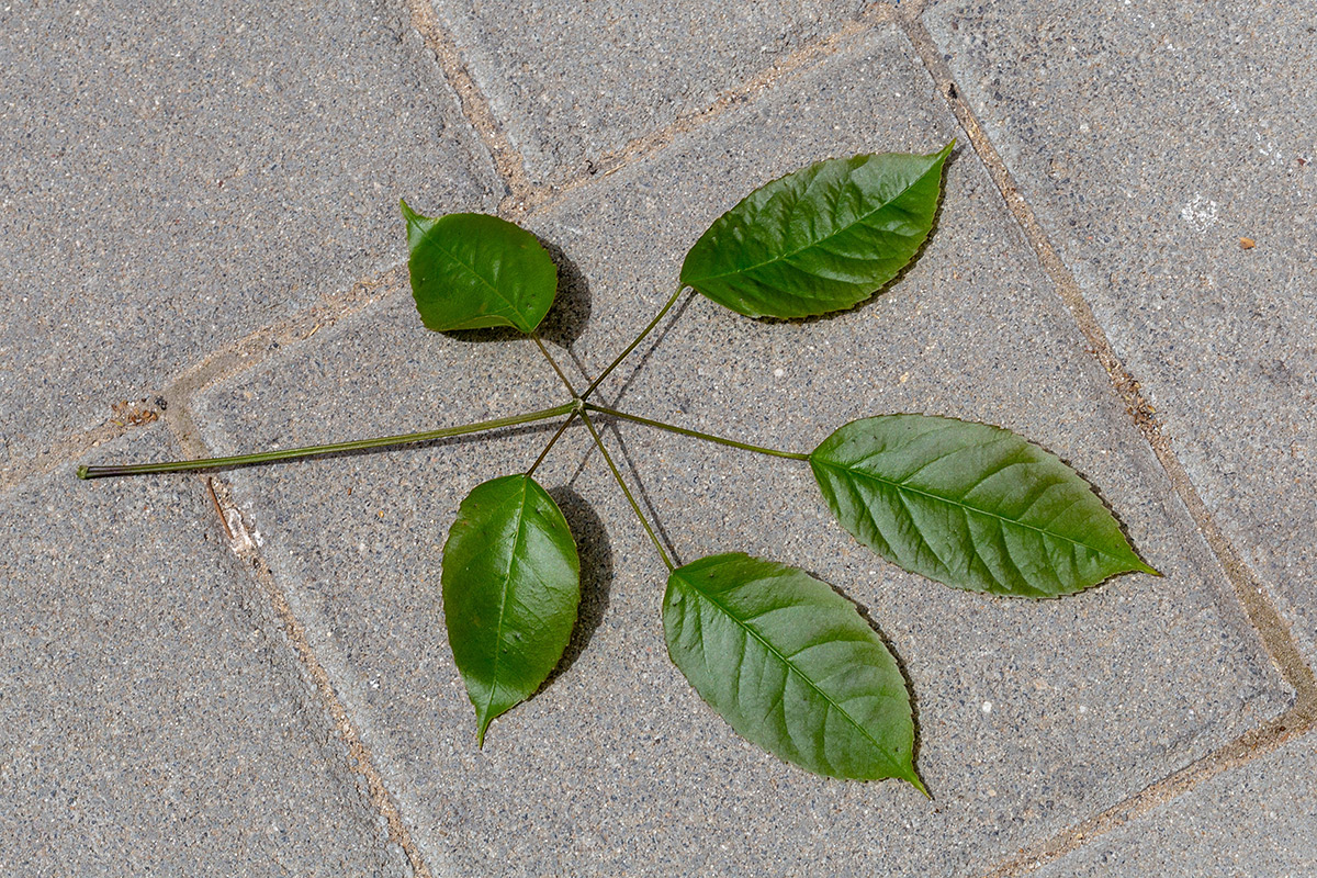 Изображение особи Tabebuia impetiginosa.