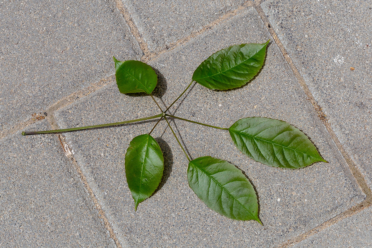 Image of Tabebuia impetiginosa specimen.