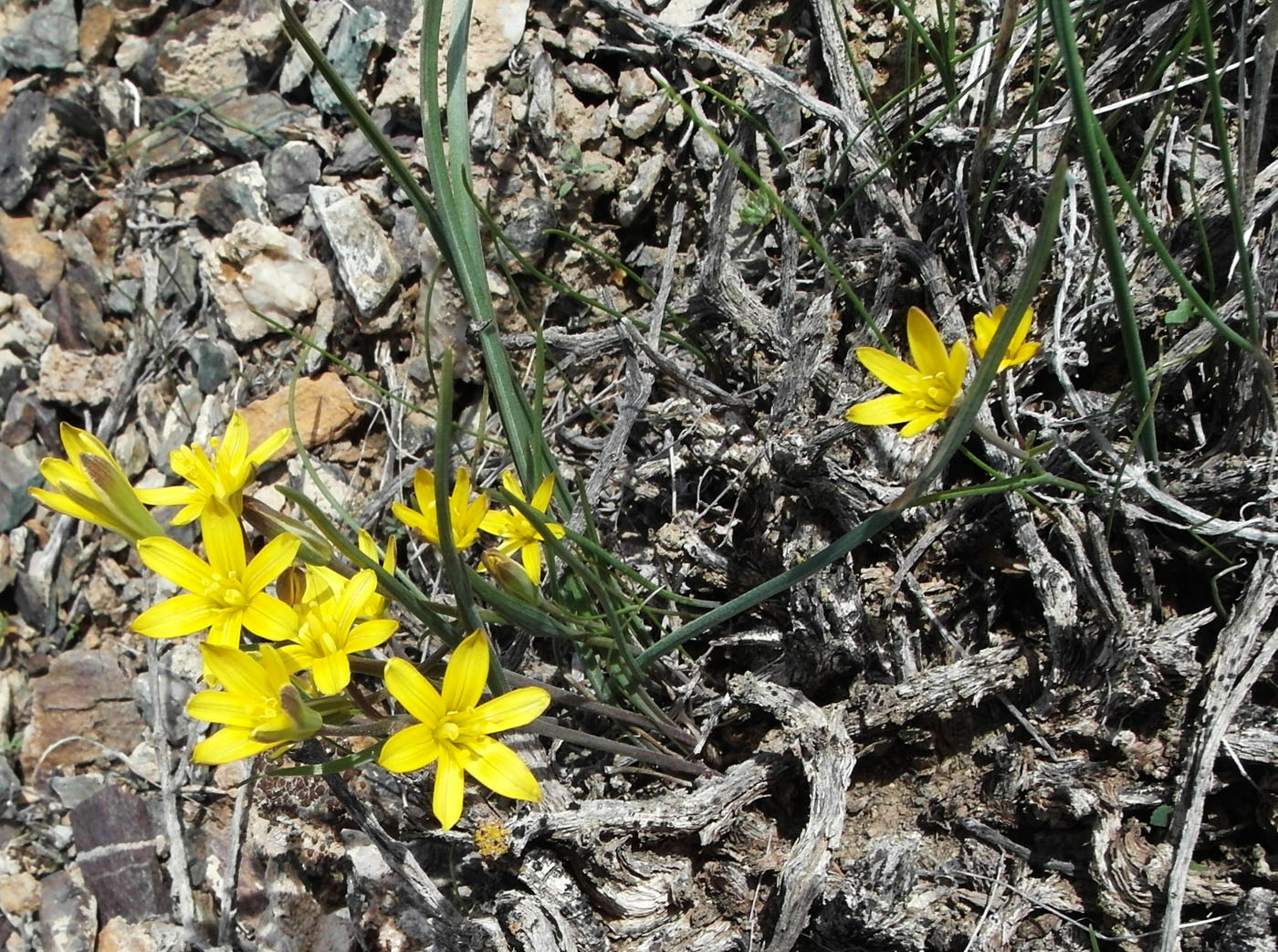 Image of genus Gagea specimen.