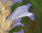 Phelipanche nana. Цветок в разрезе (растение паразитирует на Potentilla sp.). Дагестан, Дербентский р-н, 3 км ЮЗ с. Геджух, луговая степь, среди кустарников. 6 мая 2022 г.