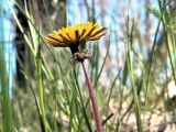 genus Taraxacum. Верхушка побега с соцветием. Ульяновск, Заволжский р-н, опушка дубового леса. 09.05.2022.