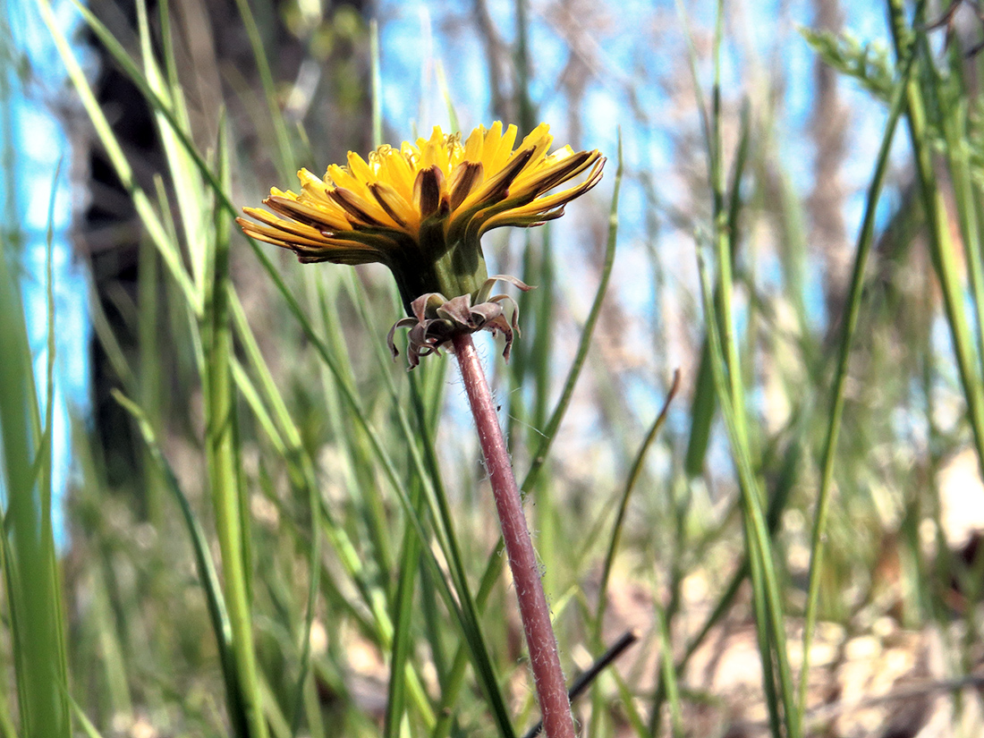 Image of genus Taraxacum specimen.