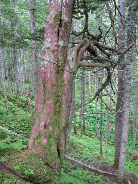 Изображение особи Taxus cuspidata.