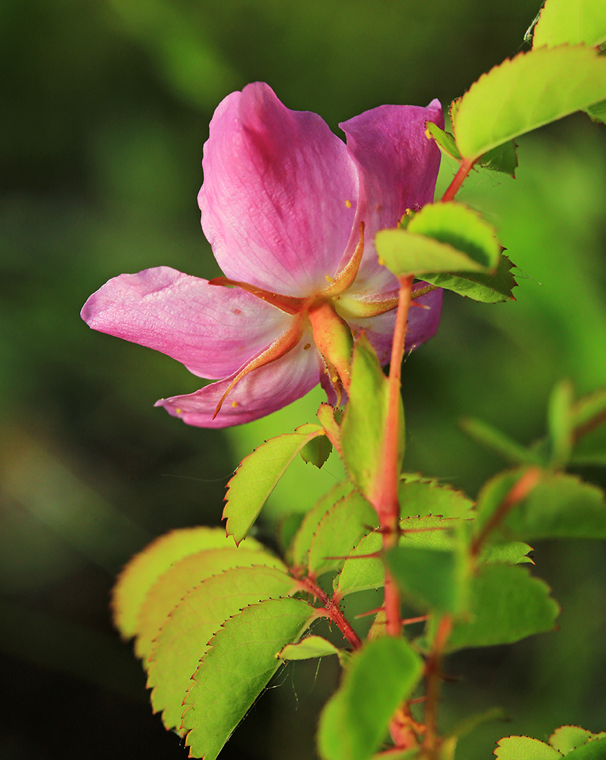 Изображение особи Rosa koreana.