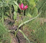 Tulipa humilis