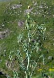 genus Papaver. Верхушка растения с бутонами. Армения, обл. Арагацотн, гора Арагац, ущелье р. Аркашен, крепость Амберд, ≈ 2300 м н.у.м., полуразрушенный участок крепостной стены. 20.06.2022.