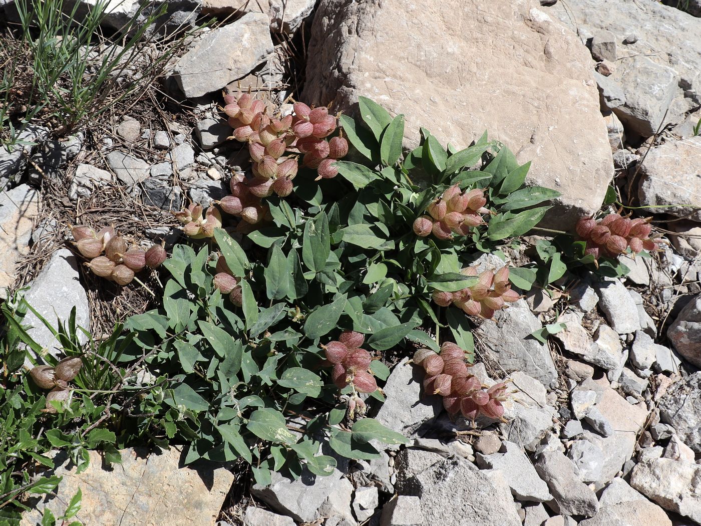 Изображение особи Astragalus lasiocalyx.