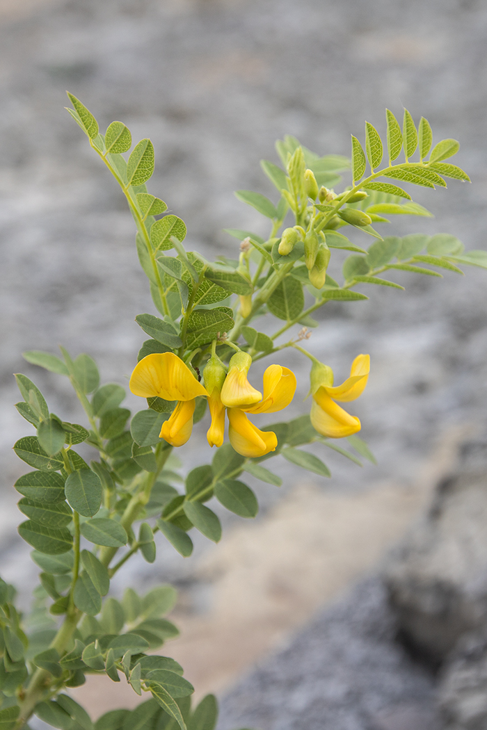 Image of Colutea cilicica specimen.