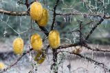Cucumis dipsaceus. Плоды на высохшем стебле лианы на ветви дерева. Кения, провинция Рифт-Валли, округ Баринго Каунти, заповедник \"Lake Bogoria Hot Springs\". 01.02.1997.