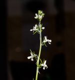 Linaria chalepensis