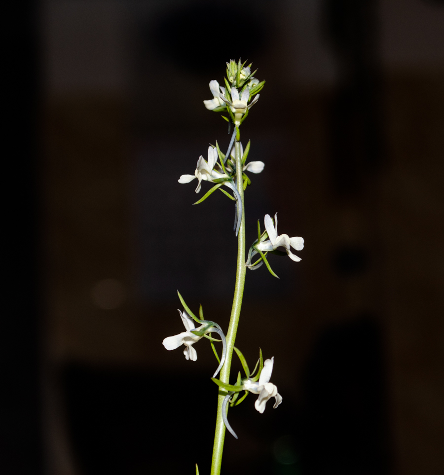 Изображение особи Linaria chalepensis.