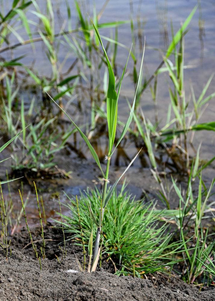 Изображение особи род Phragmites.