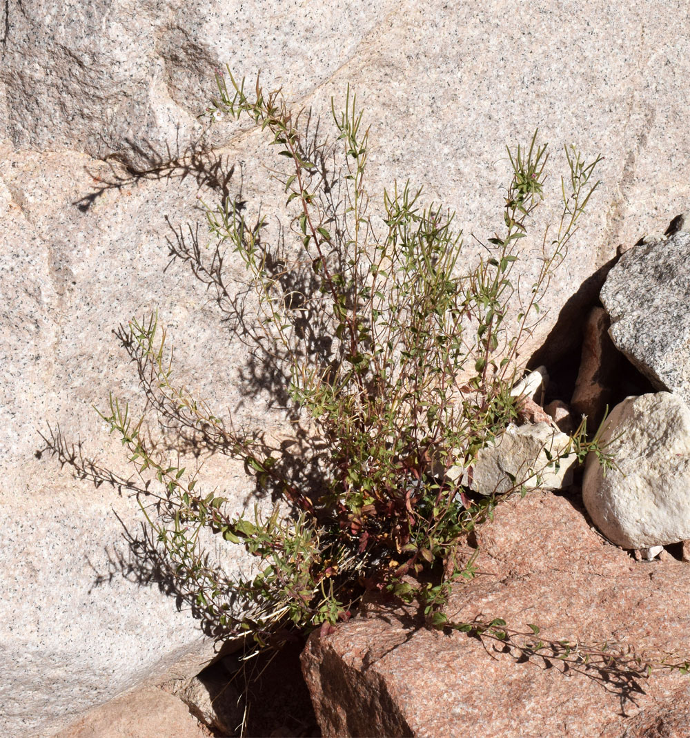 Image of Epilobium cylindricum specimen.