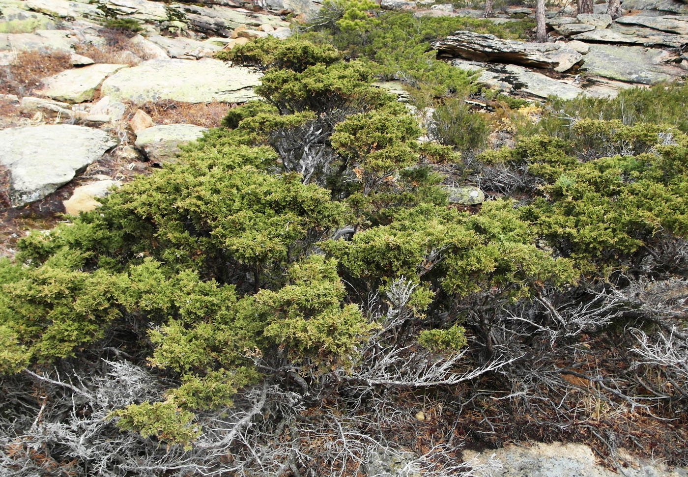 Image of Juniperus sabina specimen.