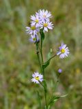 Tripolium pannonicum ssp. tripolium