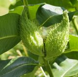 Asclepias syriaca