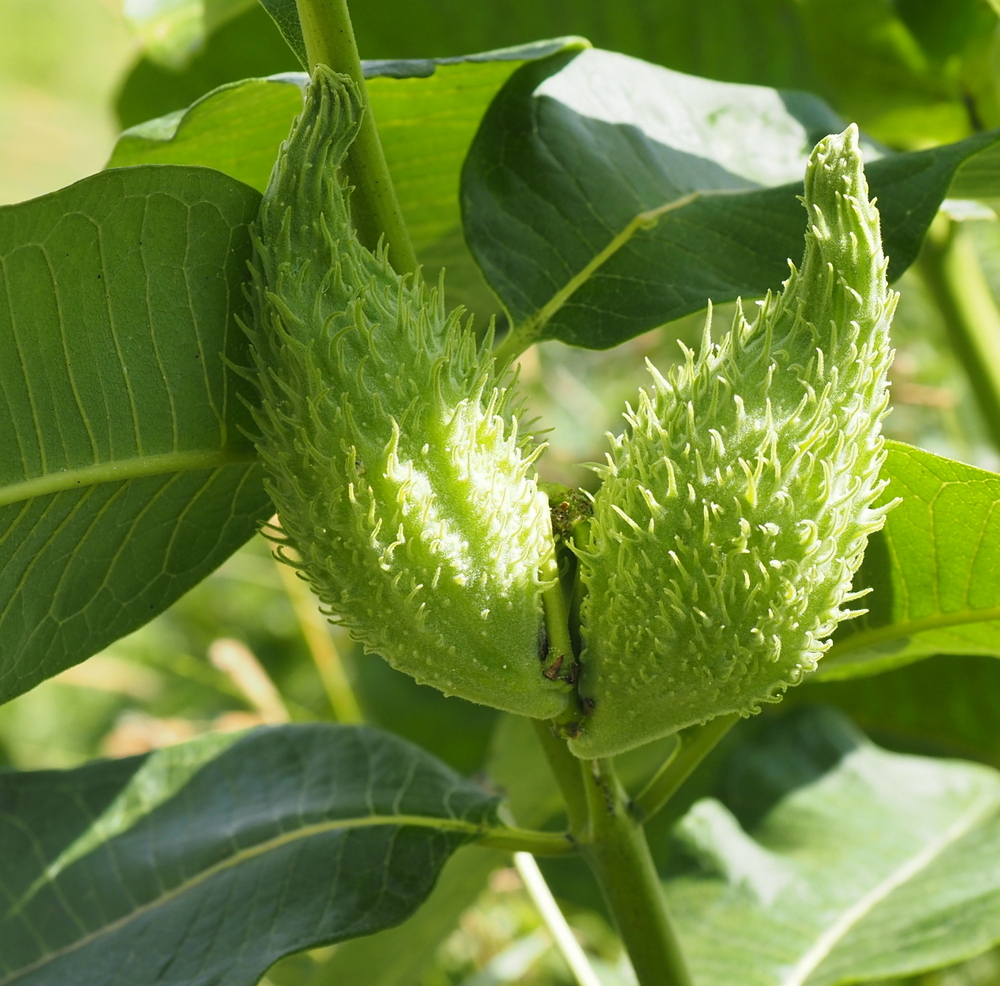 Изображение особи Asclepias syriaca.