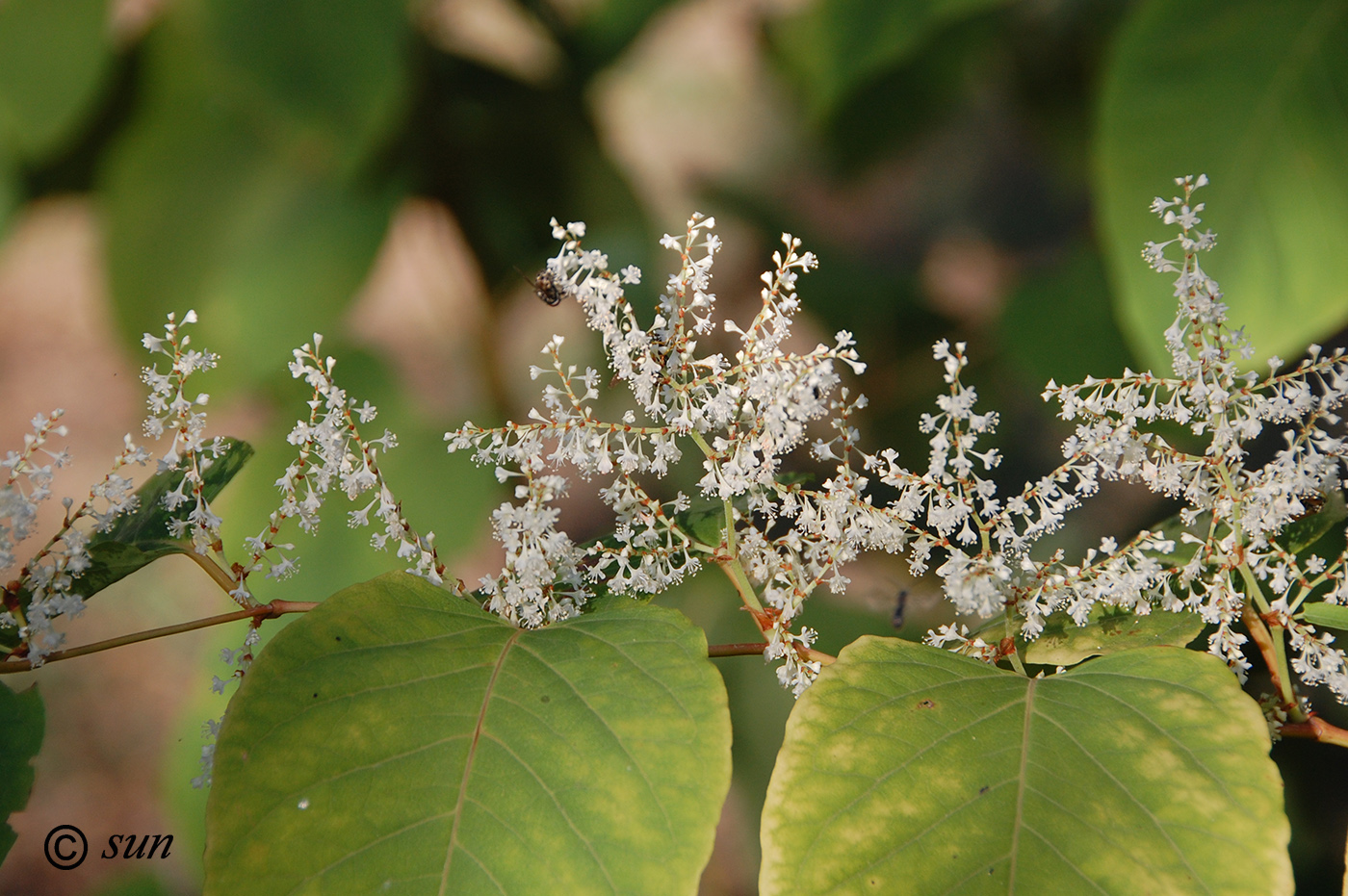 Image of Reynoutria japonica specimen.