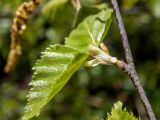Betula pendula. Часть веточки с молодыми листьями и почечными чешуями. Тверская обл., Кимрский р-н, смешанный лес. 14.05.2022.