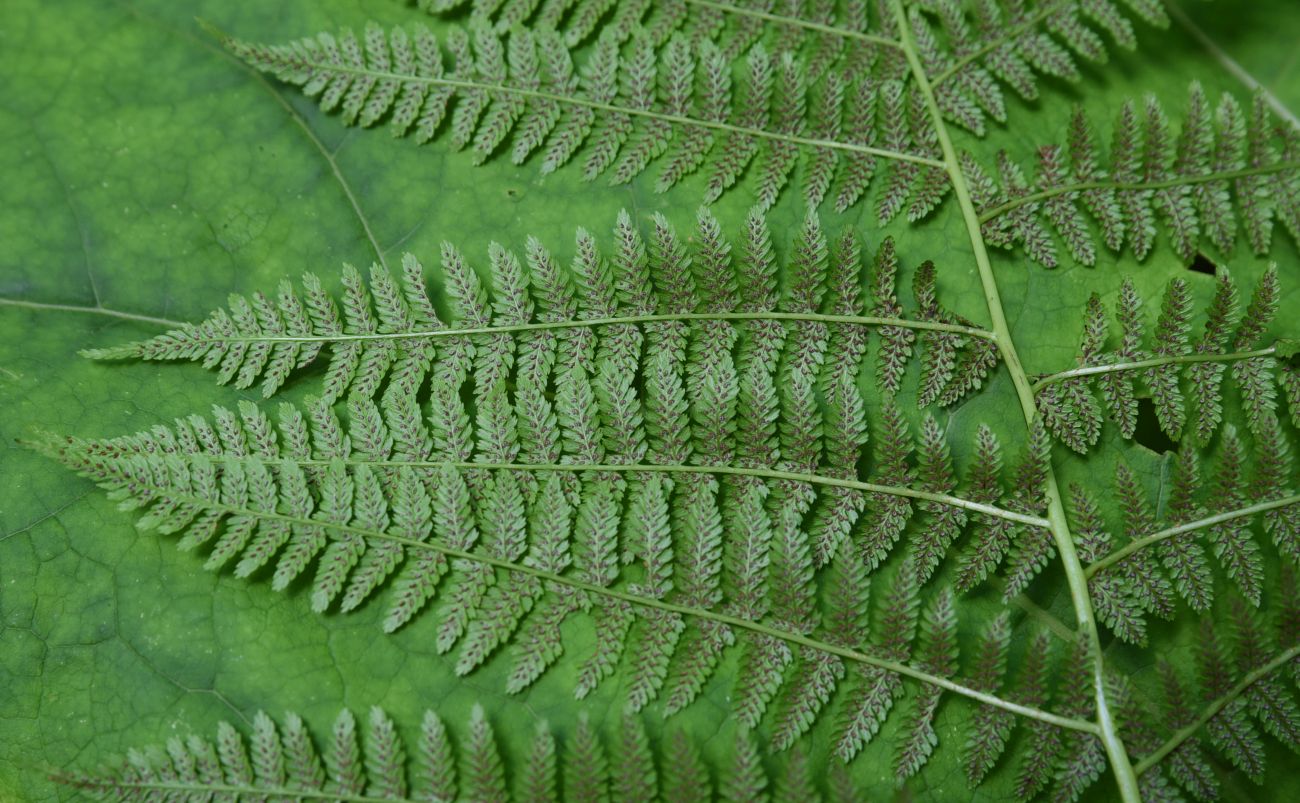 Image of Athyrium filix-femina specimen.