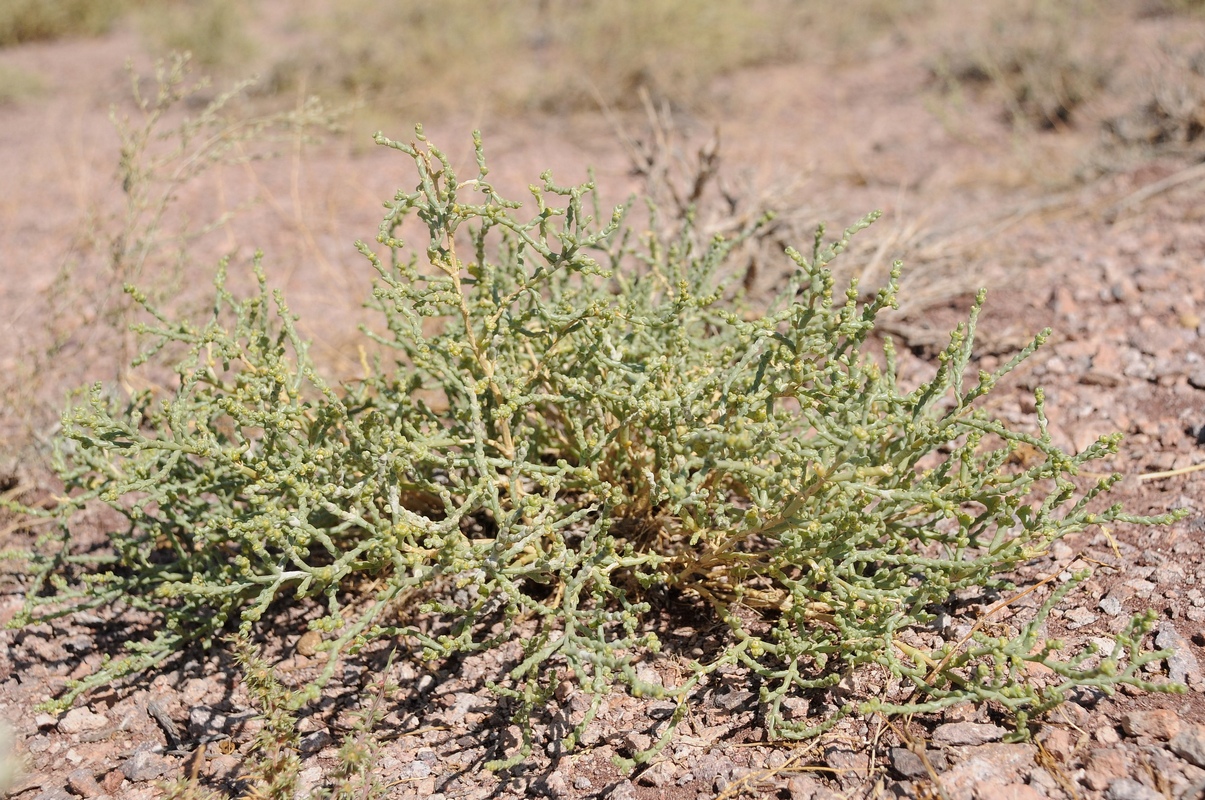 Image of familia Chenopodiaceae specimen.