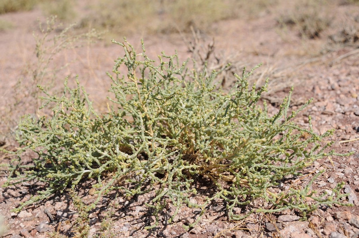 Изображение особи семейство Chenopodiaceae.