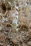 Delphinium leptocarpum