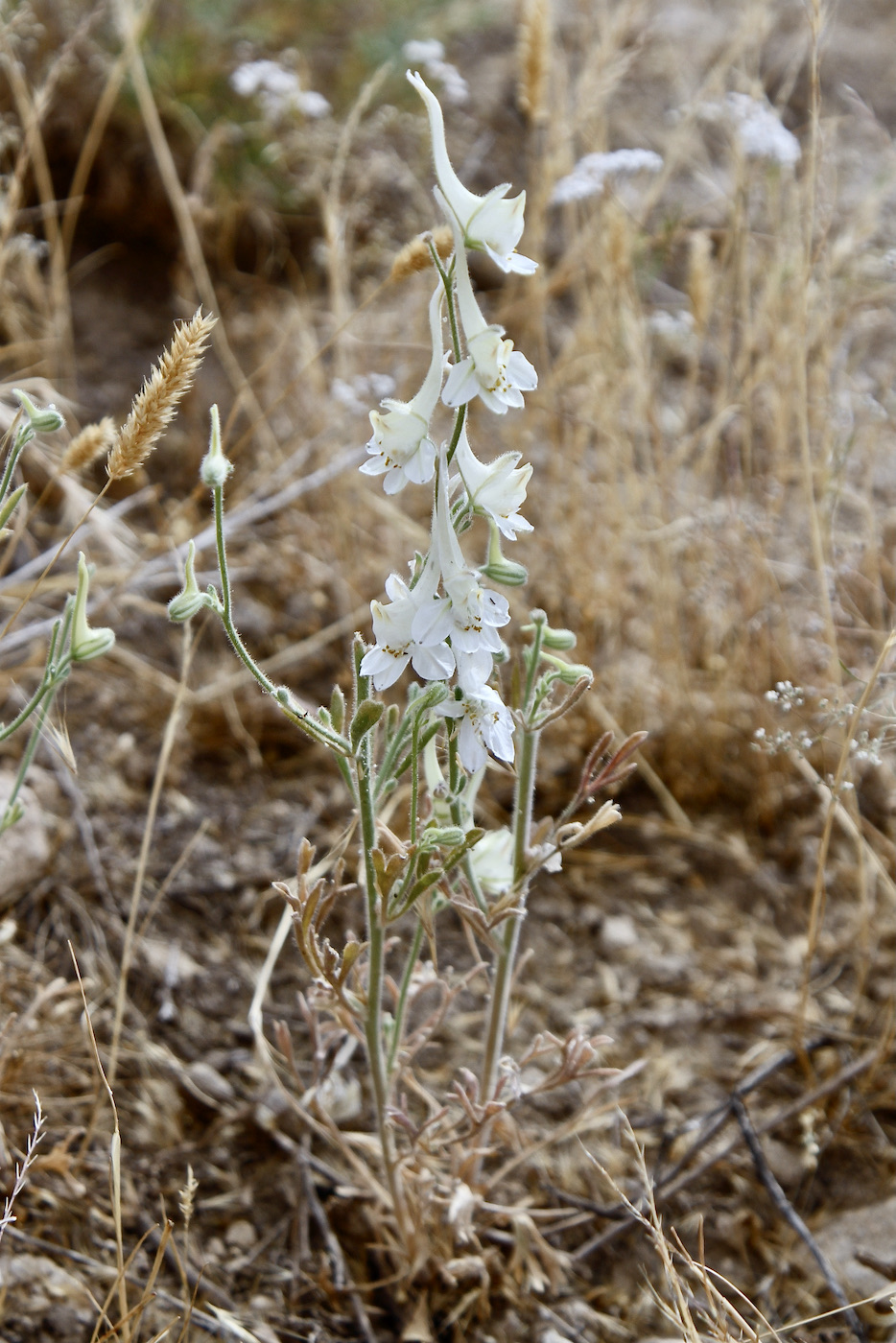 Изображение особи Delphinium leptocarpum.