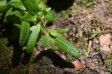 Carpinus betulus. Часть соплодия. Республика Адыгея, левый борт долины руч. Сюк, широколиственный лес. 31 июля 2022 г.