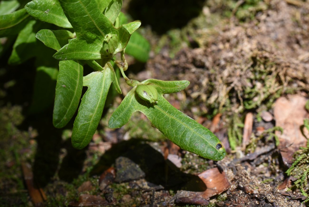 Изображение особи Carpinus betulus.