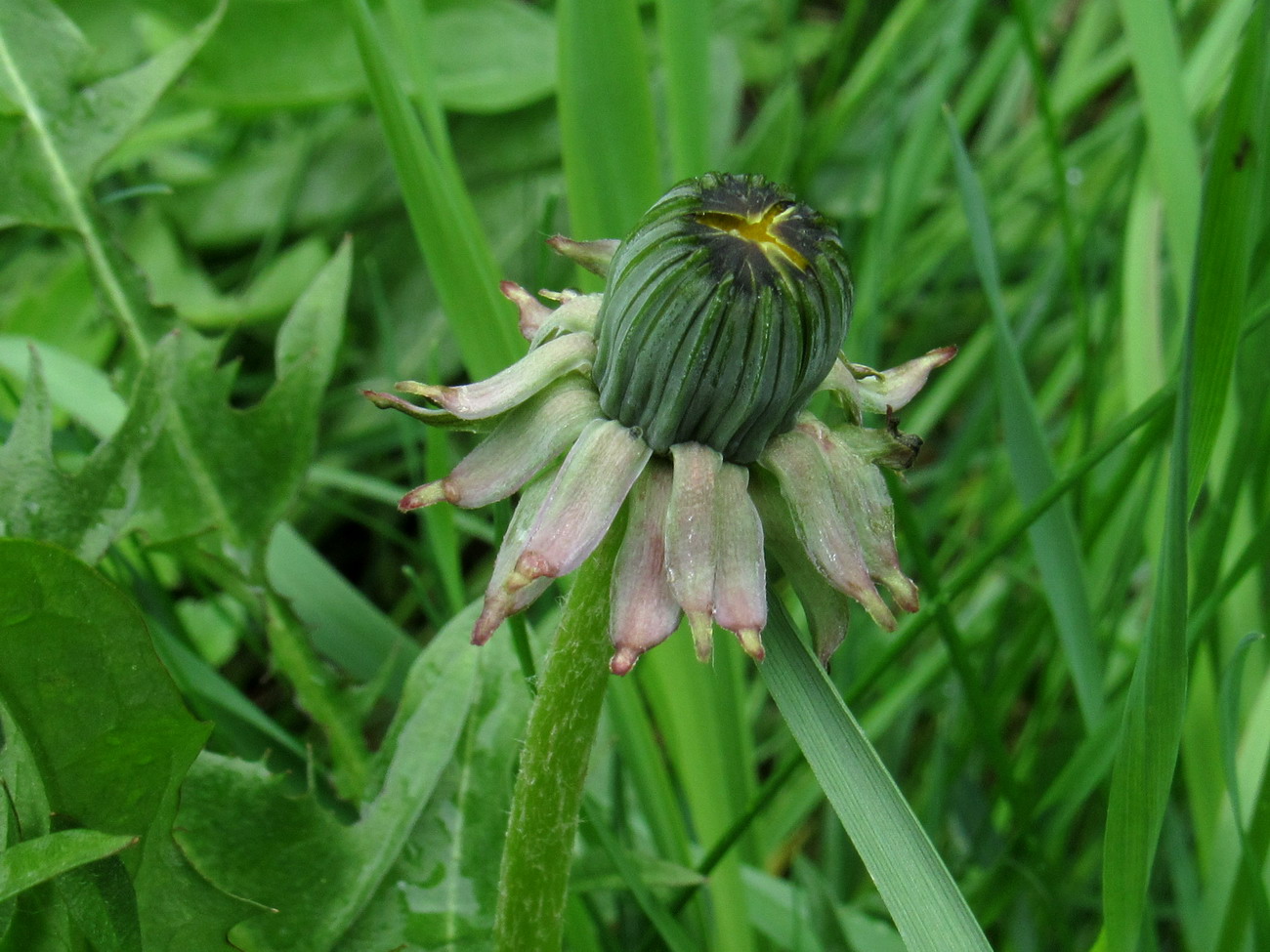 Image of Taraxacum printzii specimen.