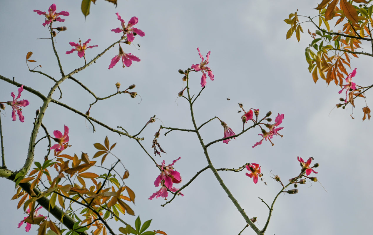 Изображение особи Ceiba speciosa.