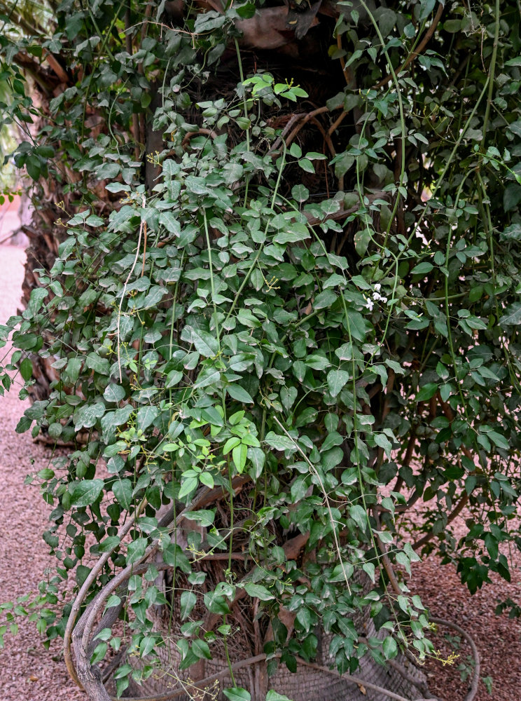 Image of Jasminum azoricum specimen.