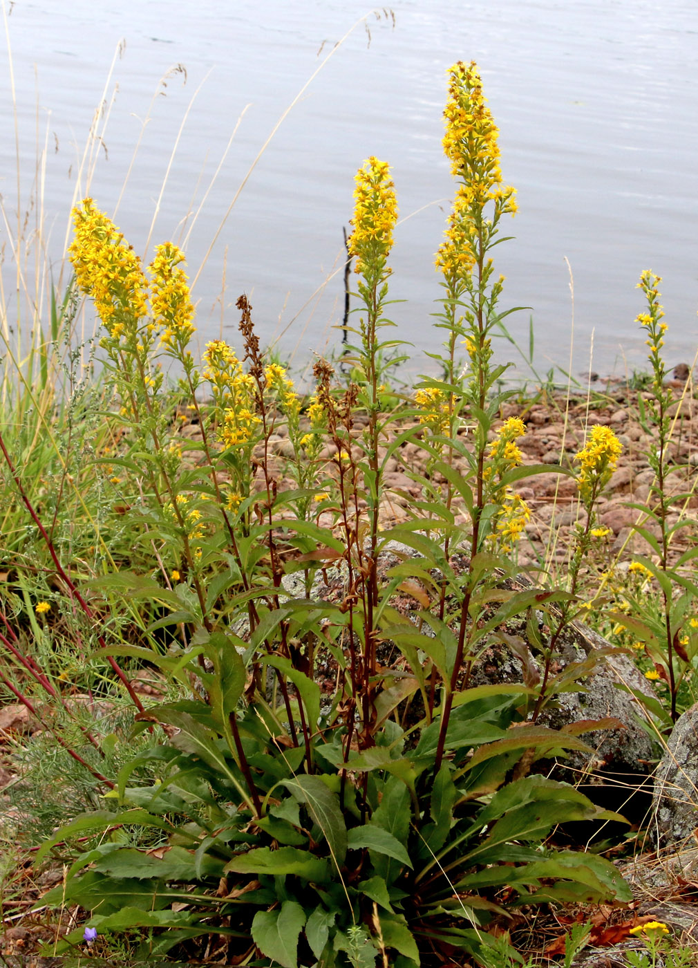 Изображение особи Solidago virgaurea.