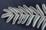 View full-size image genus Astragalus