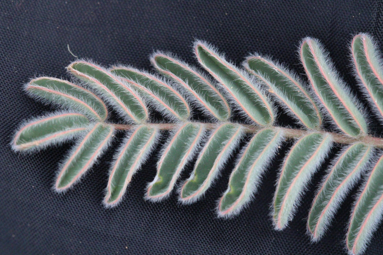 Image of genus Astragalus specimen.