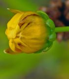 Coreopsis grandiflora