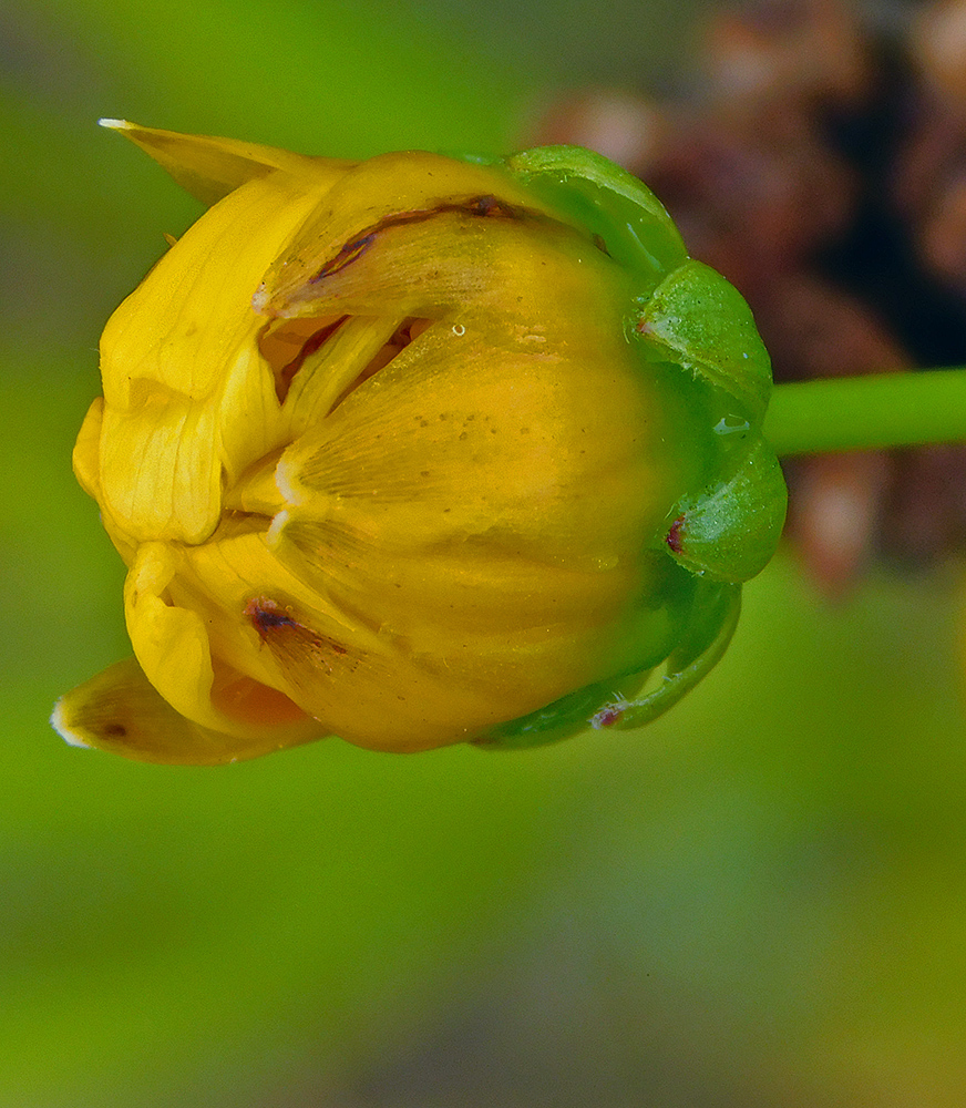 Image of Coreopsis grandiflora specimen.
