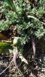 Astragalus xipholobus