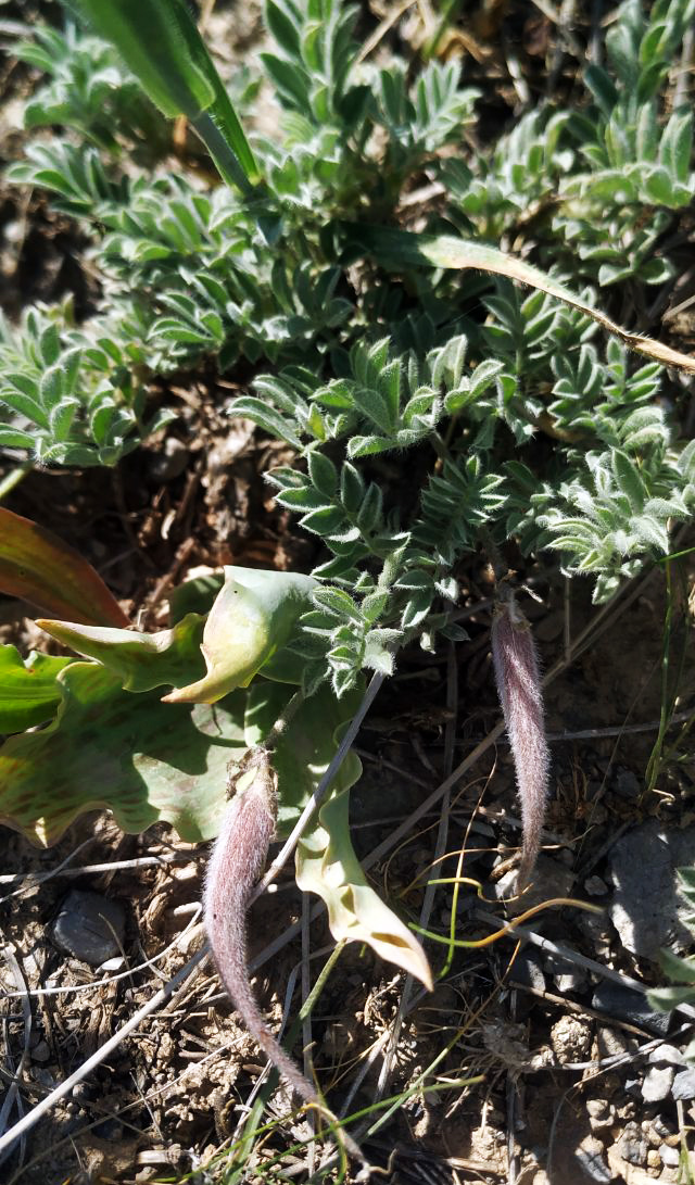 Image of Astragalus xipholobus specimen.