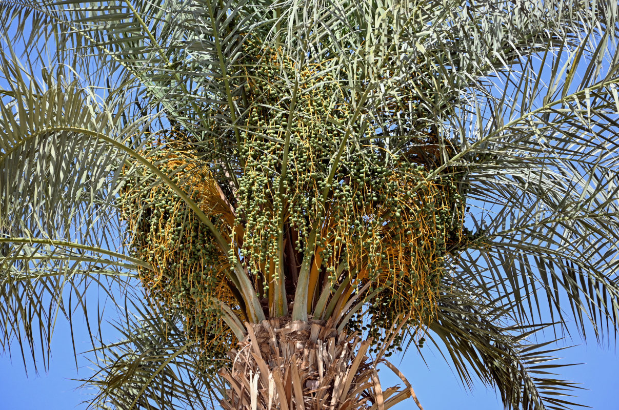 Image of Phoenix dactylifera specimen.