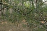 Pinus pumila. Часть ветви. Приморский край, Уссурийский р-н, пос. Горнотаёжное, горнотаёжная станция ДВО РАН им. В.Л. Комарова. 23 октября 2009 г.