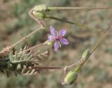 Erodium cicutarium