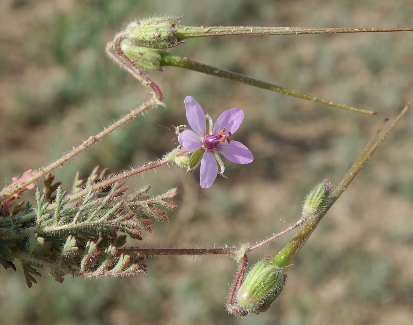 Изображение особи Erodium cicutarium.