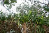 Pandanus odorifer